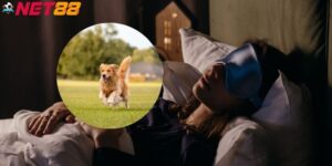 Mơ thấy chó rượt và những con số may mắn