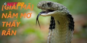 Mơ Thấy Rắn Cắn Là Điềm Báo Tốt Hay Xấu Và Đánh Con Nào?